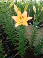 [4050 Royal Trinity No01.JPG]